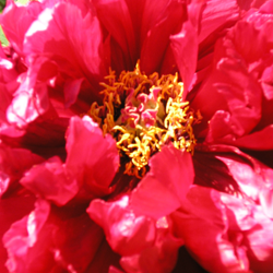 Peony